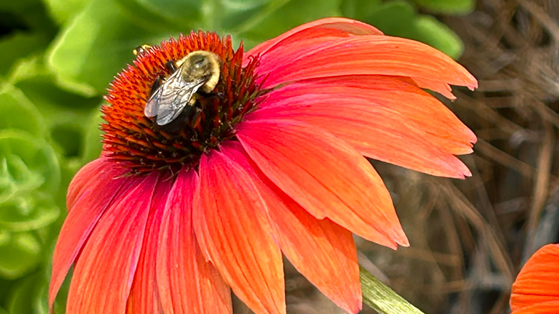 A bee on an orange daisy from the Peachtree Road Cutting Garden in Atlanta.