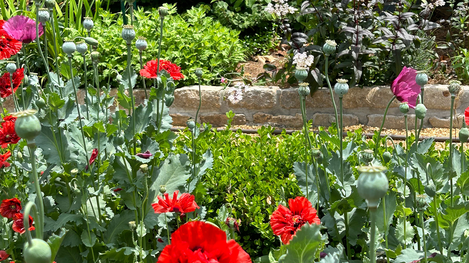 Beautiful, red poppy flowers from the Peachtree Road Cutting Garden in Atlanta.