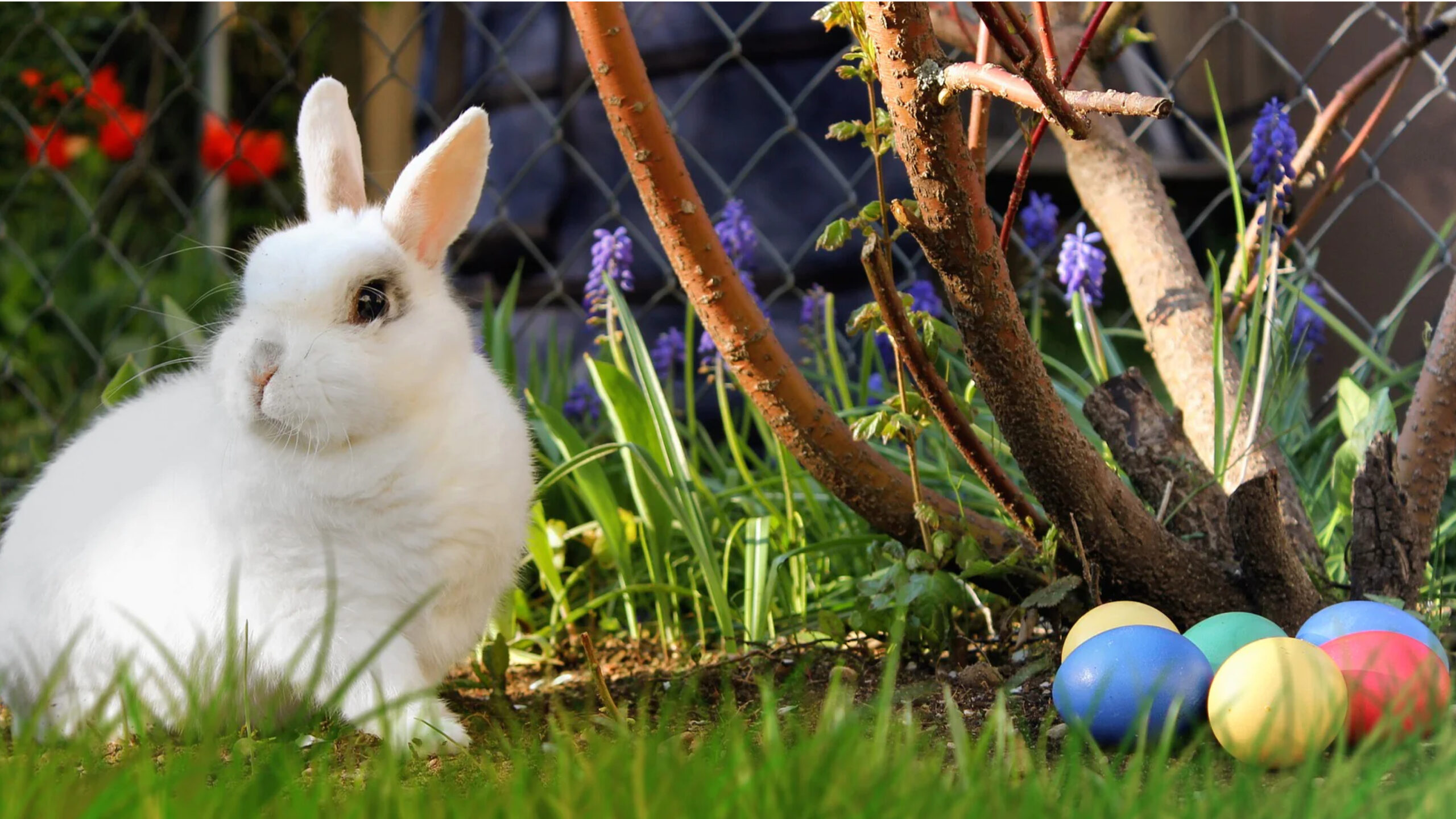 Easter Egg Hunt