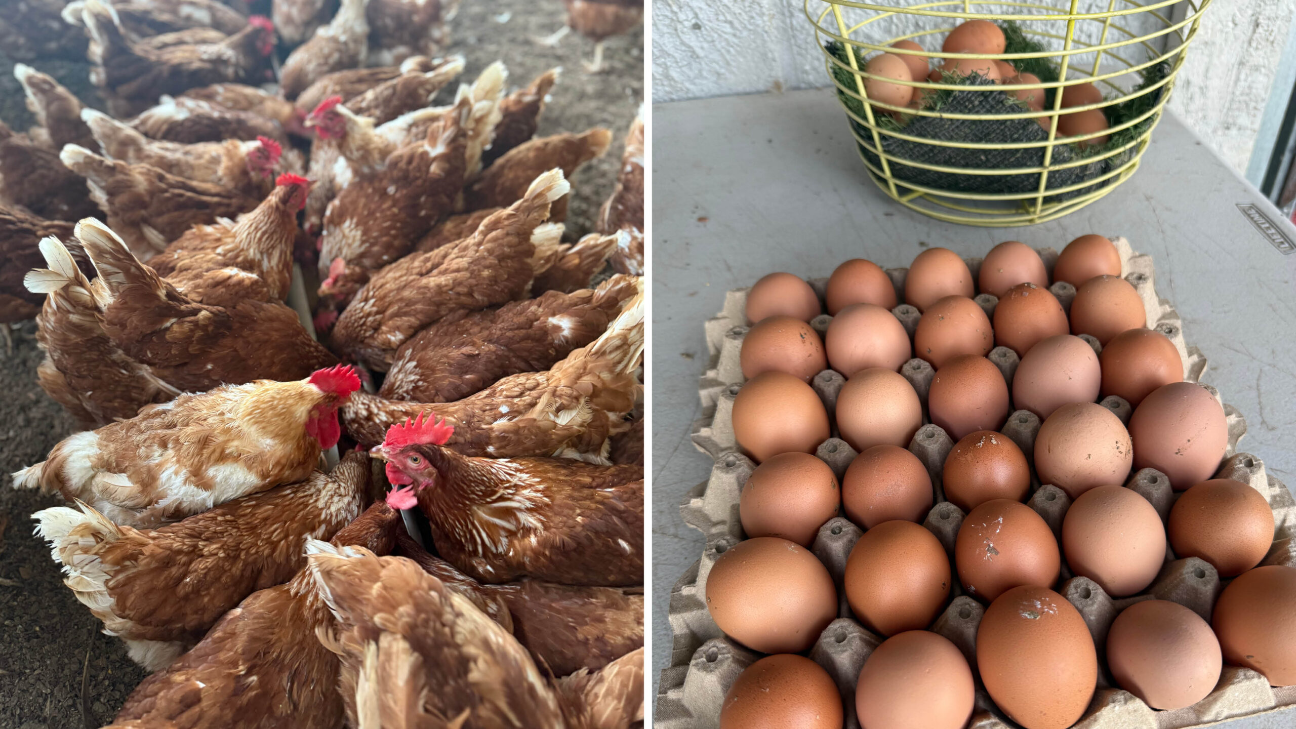 Hens gifted to PRUMC Costa Rica Global missions from the Dogwood Shop.