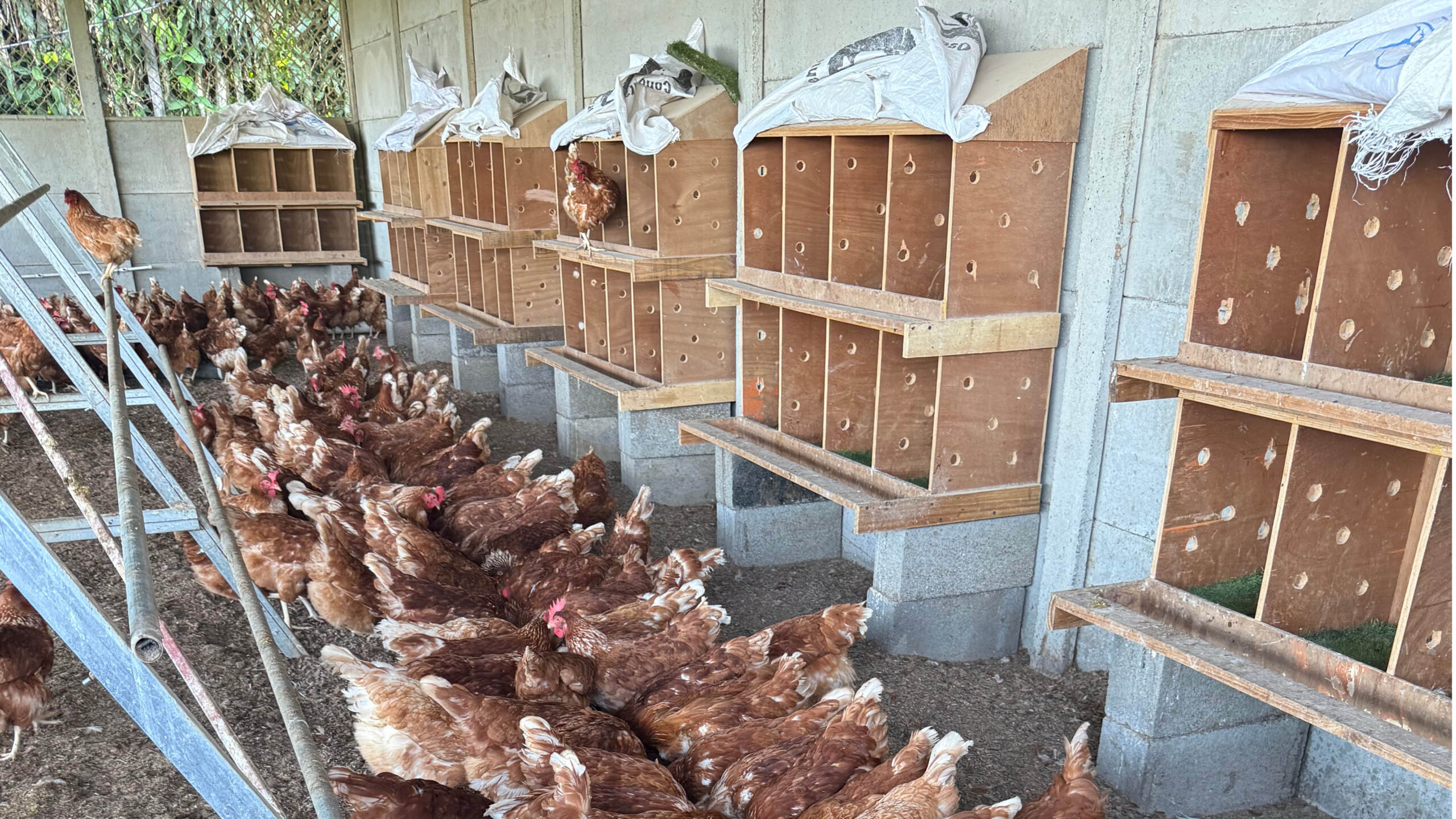 Hens gifted to PRUMC Costa Rica Global missions from the Dogwood Shop.