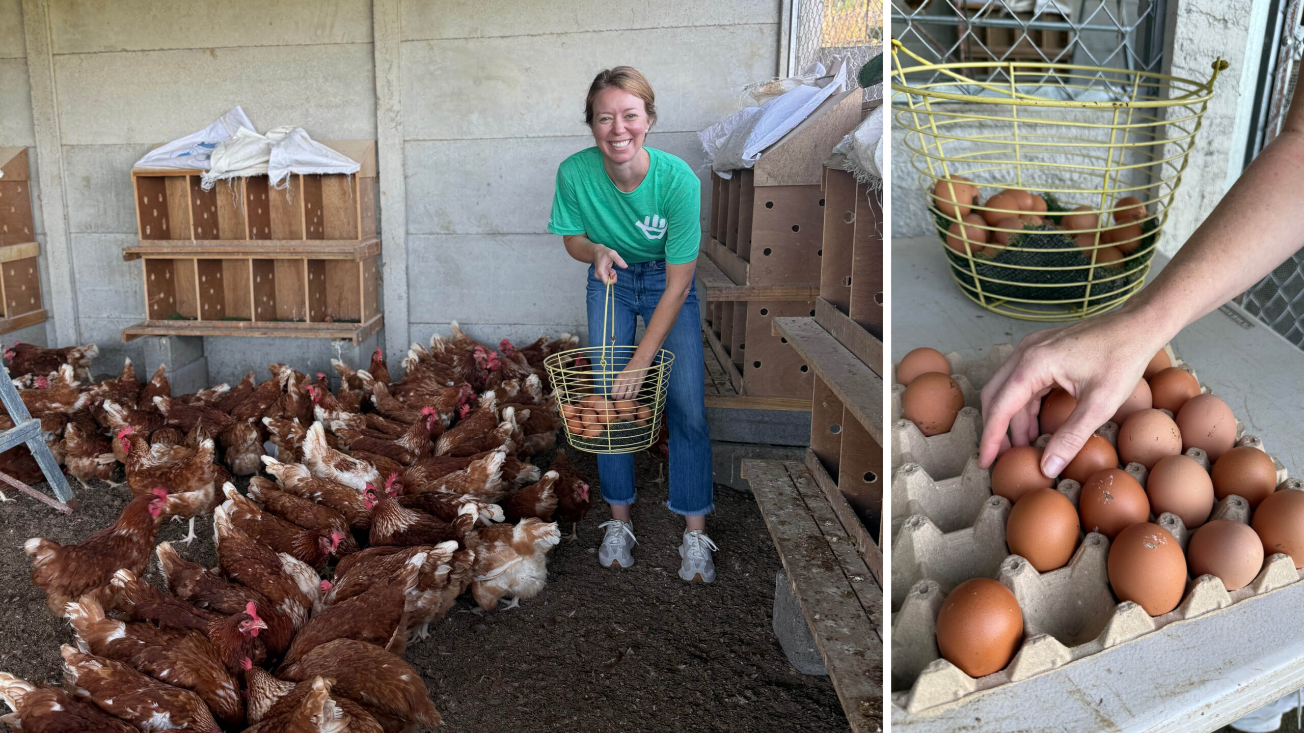 Hens gifted to PRUMC Costa Rica Global missions from the Dogwood Shop.
