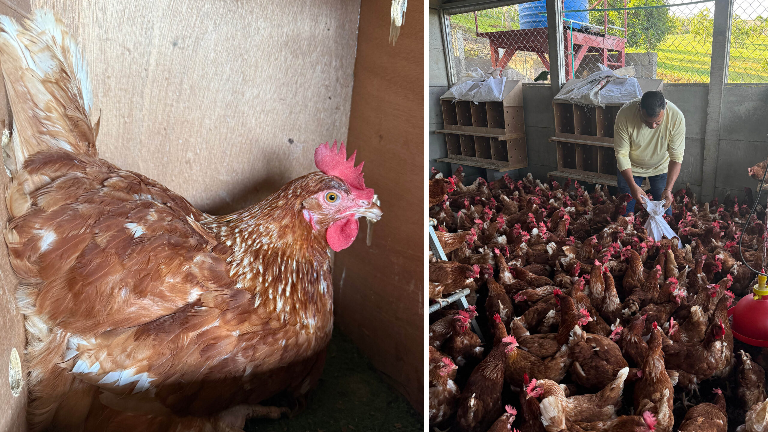 Hens gifted to PRUMC Costa Rica Global missions from the Dogwood Shop.